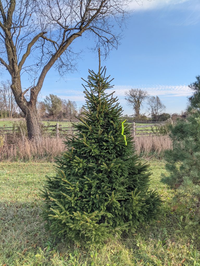 Cut-Your-Own Norway Spruce Christmas Tree with a Pink Ribbon at Madeira Farms