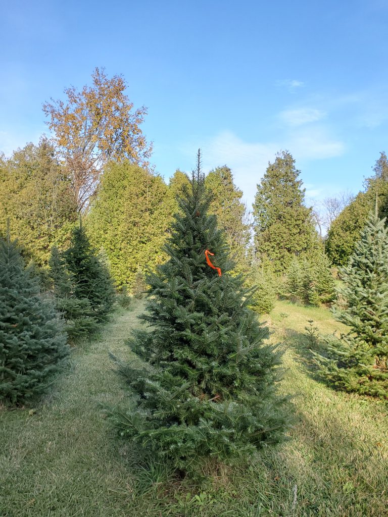 Cut-Your-Own Balsam Fir Christmas Tree with a Pink Ribbon at Madeira Farms