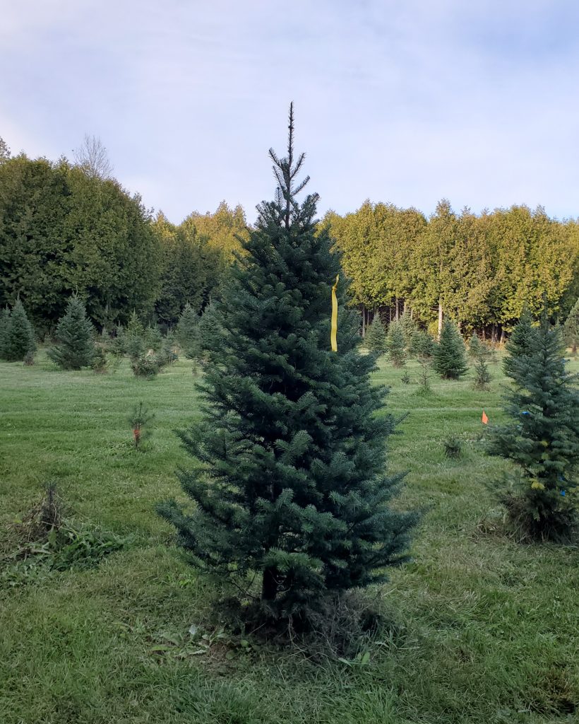 Cut-Your-Own Canaan Fir Christmas Tree with a Pink Ribbon at Madeira Farms