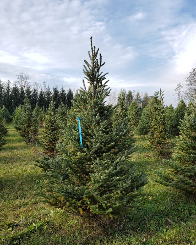 Cut-Your-Own Fraser Fir Christmas Tree with a Pink Ribbon at Madeira Farms