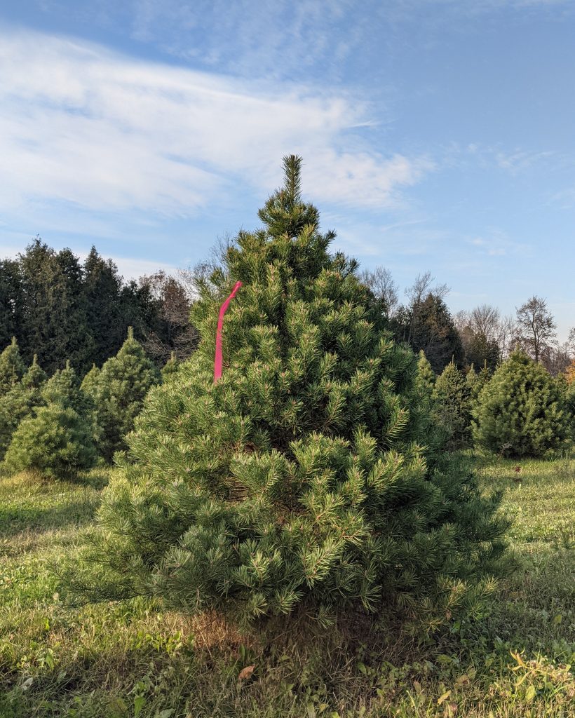 Cut-Your-Own Scots Pine Christmas Tree with a Pink Ribbon at Madeira Farms
